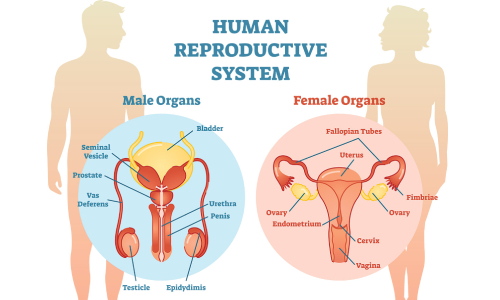 Reproductive Disorders